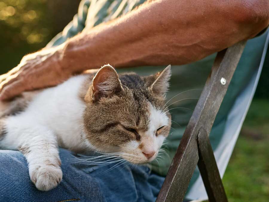 Is it the “right” time to put my pet to sleep?