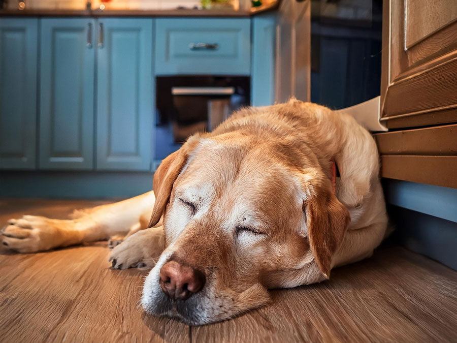 Why consider home euthanasia instead of practice-based euthanasia?